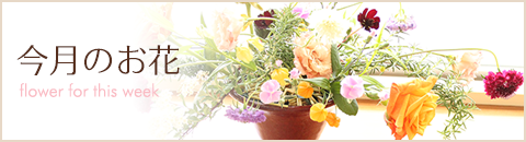 今月のお花